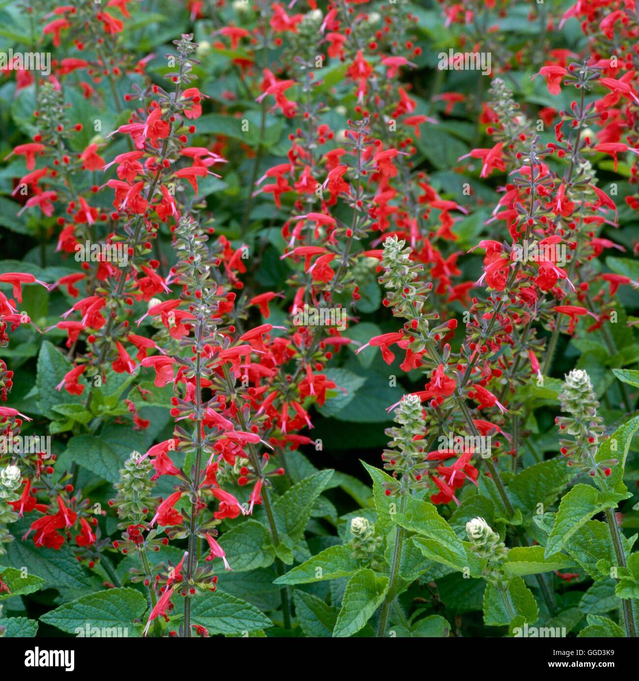 Salvia coccinea - `Lady in Red' AGM   ANN045470 Stock Photo